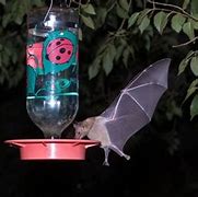 Image result for Bats at Hummingbird Feeder