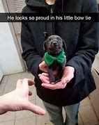 Image result for Bow Tie Meme