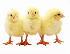 Image result for chick