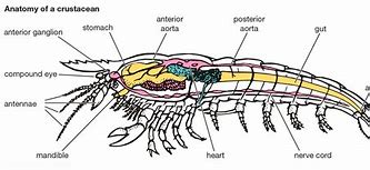Image result for Shrimp Anatomy Veins