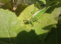 Image result for Green Cricket Grasshopper