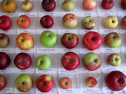 Image result for Apple Kinds