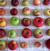 Image result for Types of Red Apple's