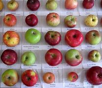 Image result for Purple Apple Varieties