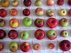 Image result for Top Apple Varieties