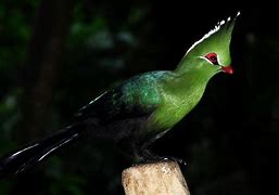Image result for Weird Tropical Birds