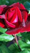 Image result for rosas