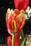 Image result for Tulip Bulbs