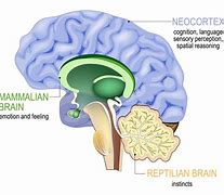 Image result for Trium Brain