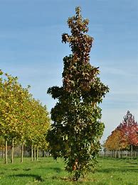 Image result for Liquidambar styraciflua Slender Silhouette