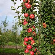 Image result for Urban Apple Tree