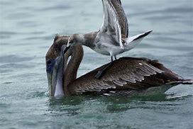 Image result for Pelican and Seagull