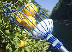 Image result for Fruit Picking Tool