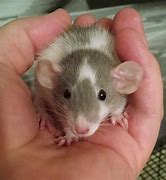 Image result for Adorable Baby Rat