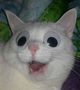 Image result for Big Eye Cat Meme