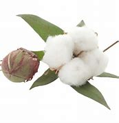 Image result for Lint-Free Cotton