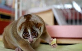 Image result for Slow Loris Eating