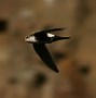 Image result for Aerodramus Apodidae