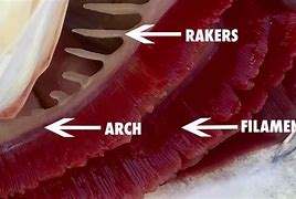 Image result for Fish Gill Anatomy