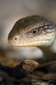 Image result for Blue Tongue Skink Australia