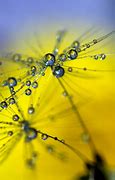 Image result for The Samsung Galaxy S4 Dandelion
