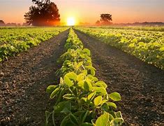 Image result for agroado