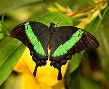 Image result for Beautiful Butterfly Photography