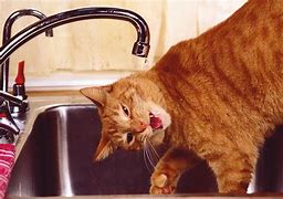 Image result for Dripped Cat