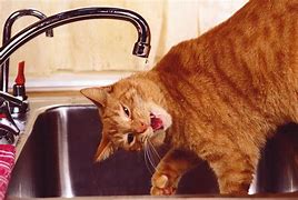 Image result for 1080X1080 Cat with Drip