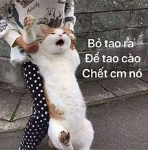 Image result for Meme Mèo Cào