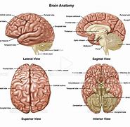 Image result for Front View of Brain in Head