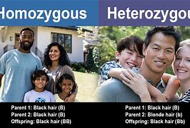 Image result for Homozygous Condition