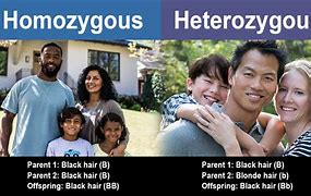 Image result for Homozygous Individual