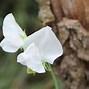 Image result for Creeping Vine with White Flowers
