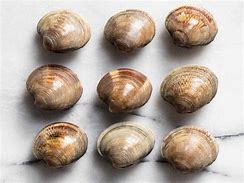 Image result for Clam Shell Identification