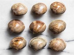 Image result for Clam Varieties