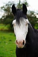 Image result for Brown Horse White Face