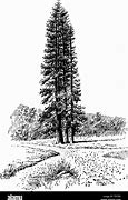 Image result for Oldest Tree in the World