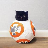 Image result for Star Wars Cat Meme