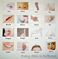Image result for Body Parts for Preschoolers