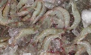 Image result for Desert Shrimp