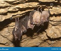 Image result for Sleeping Bat Cave