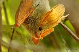 Image result for Margaret Bat