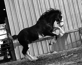 Image result for Black Clydesdale Yearlings