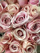 Image result for Pink Avalanche Rose