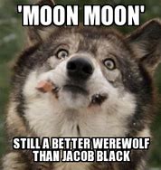 Image result for Jacob Black Wolf Meme