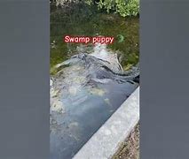 Image result for Swamp Puppy Meme