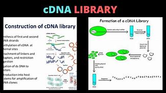 Image result for cDNA Library Construction