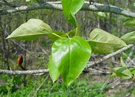 Image result for Populus balsamifera