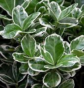 Image result for Euonymus japonicus Kathy